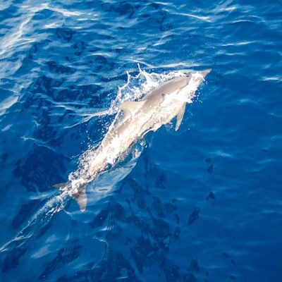 cruise komodo ananda liveaboard