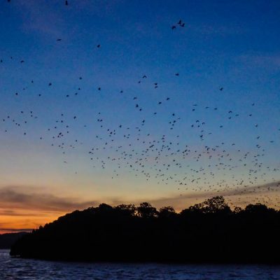 cruise komodo ananda liveaboard